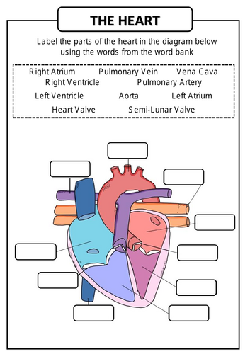 The Heart Worksheet KS4