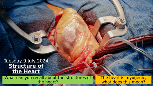 7.4 The Structure of the Heart