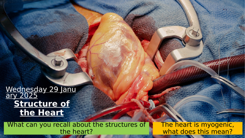 7.4 The Structure of the Heart