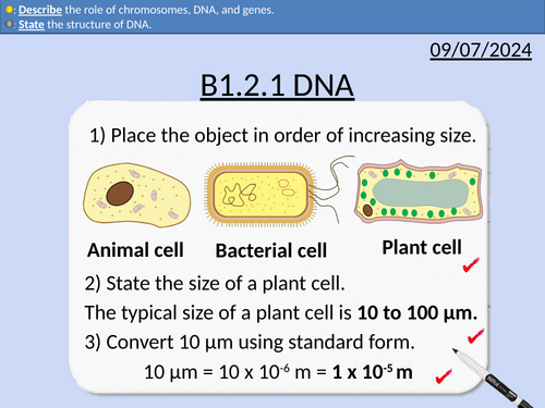 GCSE Biology: DNA
