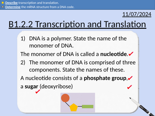 GCSE Biology:Transcription and Translation