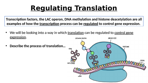 A-Level AQA Biology - Regulation of Translation