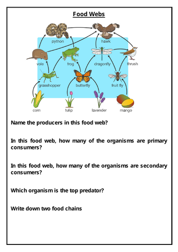 Food Chains and Food Webs KS3