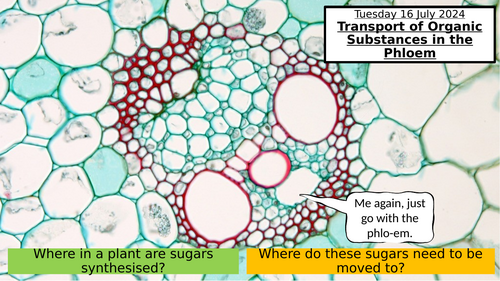 7.8 Transport of Organic Substances in the Phloem