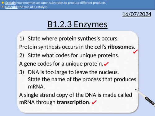 GCSE Biology: Enzymes