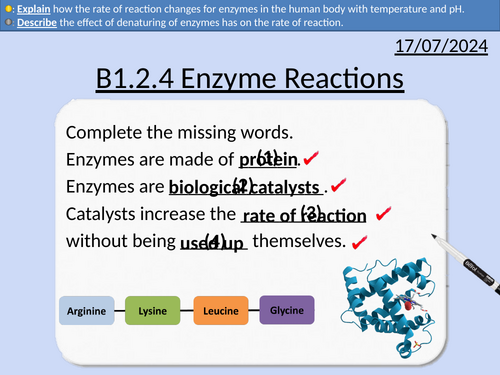 GCSE Biology: Enzyme Reactions