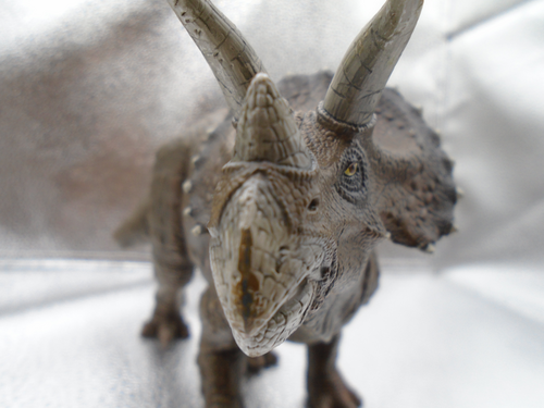 Triceratops