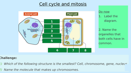 GCSE - Cell biology 6 - Cell cycle and mitosis