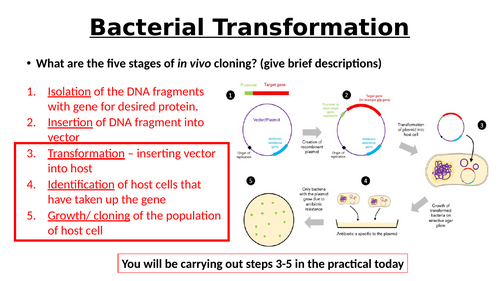 A-Level AQA Biology - Bacterial Transformation