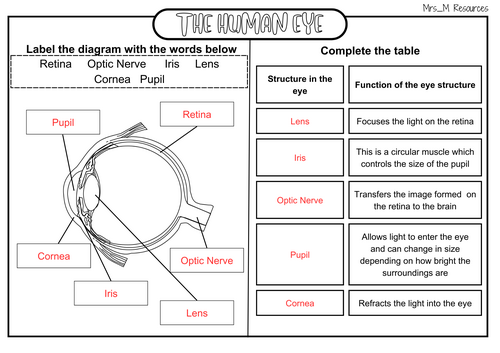 The Human Eye KS3 Worksheet