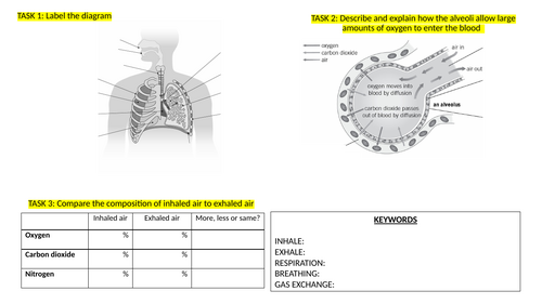 Breathing and digestion (Year 8) KS3 Activate