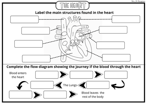 The Heart Worksheet KS4