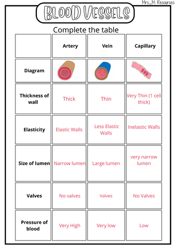 Blood Vessels Worksheet KS4