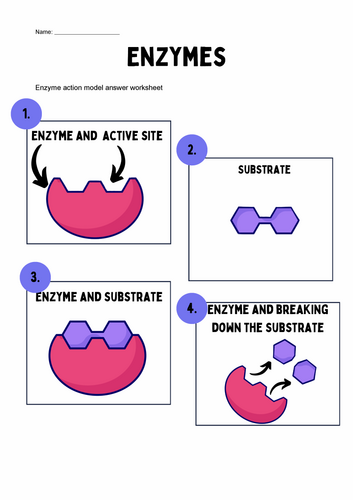 Enzyme action worksheet