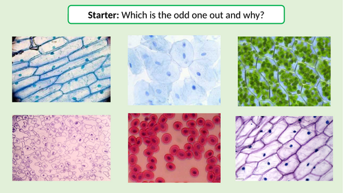 Year 7 Specialised Cell powerpoint with exam questions and homework task