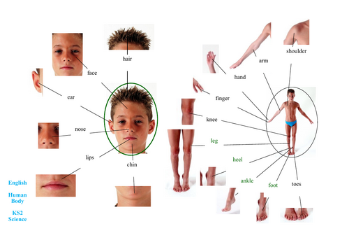 Body Parts - Various languages - Learning mat