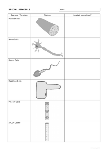 B1 Specialised Cells Worksheet Pack