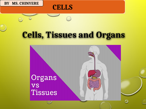 Cells, Tissues, Organs and Organ System | Teaching Resources