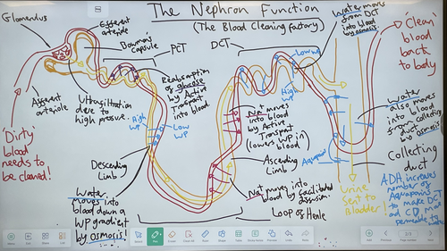 Osmoregulation and Nephron Function figure