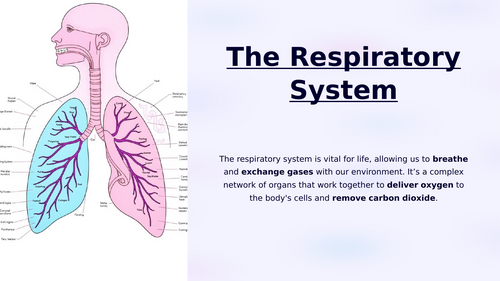 NCFE Level 2 - The Respiratory System