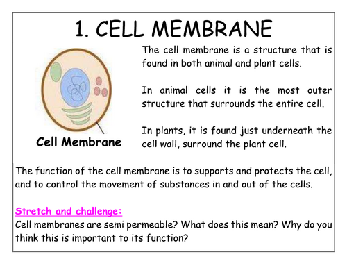 Year 7 - Living systems - L1  Information sheets (Organelles)