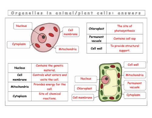 Year 7 - Living systems - L1  Worksheet (Cells)