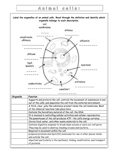 Year 7 - Living systems - L1  Worksheet (Cells - Challenging)