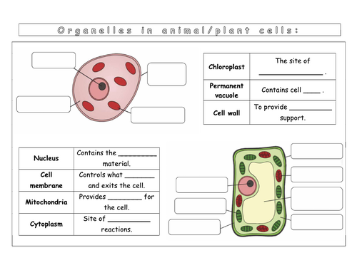 Year 7 - Living systems - L1  SEN Worksheet (Cells)