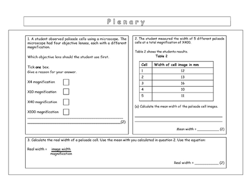 Year 7 - Living systems - L3 Magnification Worksheet