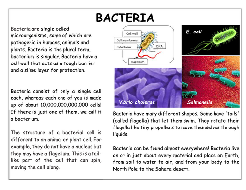 Year 7 - Living systems – L6 - Unicellular organisms worksheet