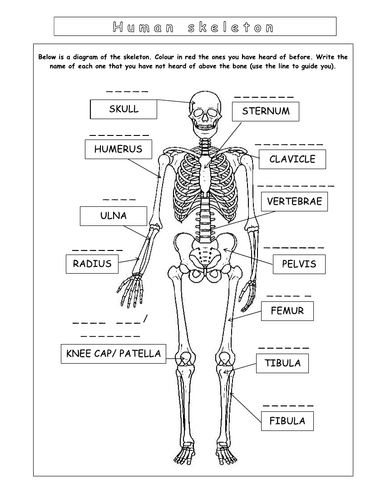 Year 7 - Living systems – L8 – Skeleton worksheet