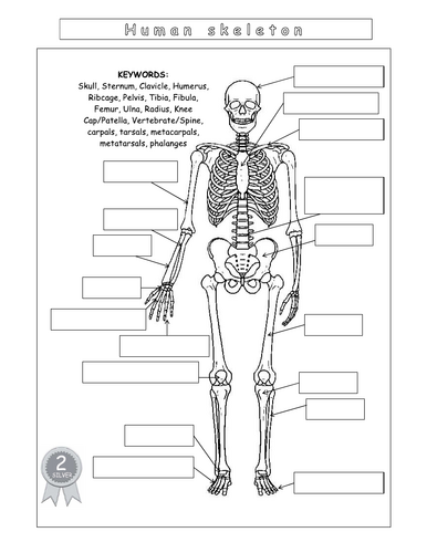 Year 7 - Living systems – L8 – Skeleton worksheet