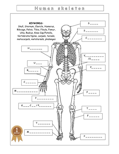 Year 7 - Living systems – L8 – Skeleton worksheet