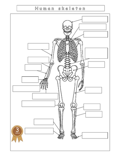 Year 7 - Living systems – L8 – Skeleton worksheet