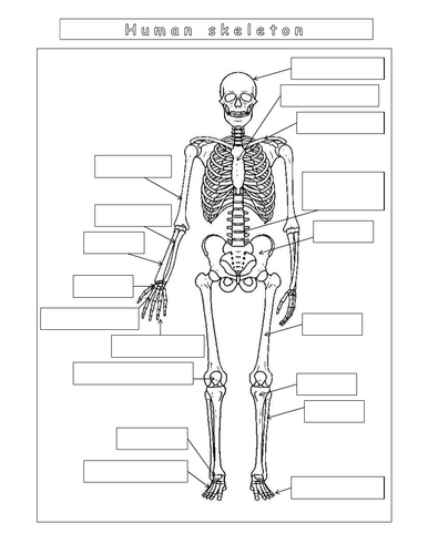 Year 7 - Living systems – L8 – Skeleton worksheet