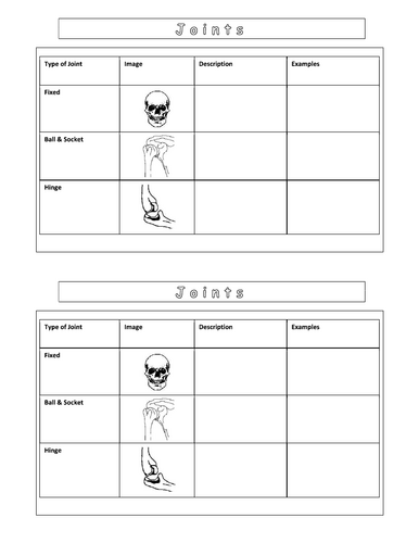 Year 7 - Living systems – L8 – Skeleton/joints worksheet