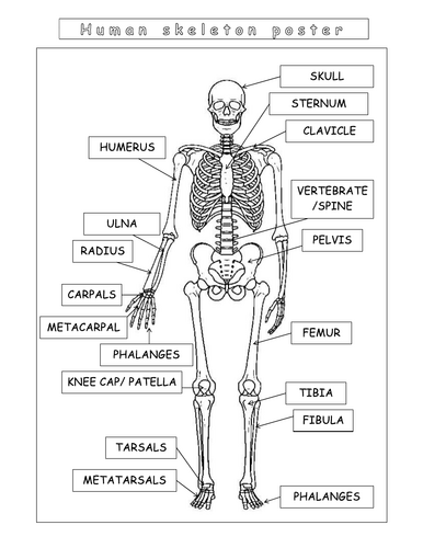 Year 7 - Living systems – L8 – Skeleton worksheet