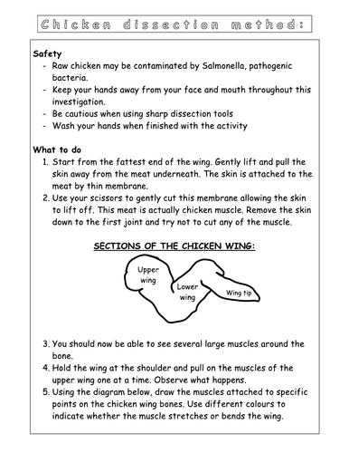 Year 7 - Living systems - L9 - Muscles worksheet