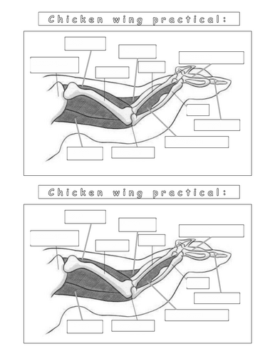 Year 7 - Living systems - L9 - Muscles worksheet