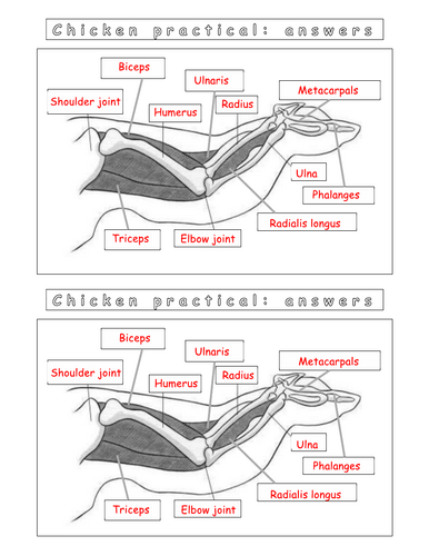 Year 7 - Living systems - L9 - Muscles worksheet