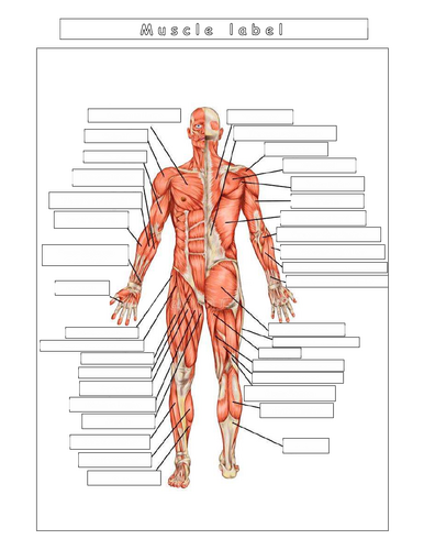 Year 7 - Living systems - L9 - Muscles worksheet