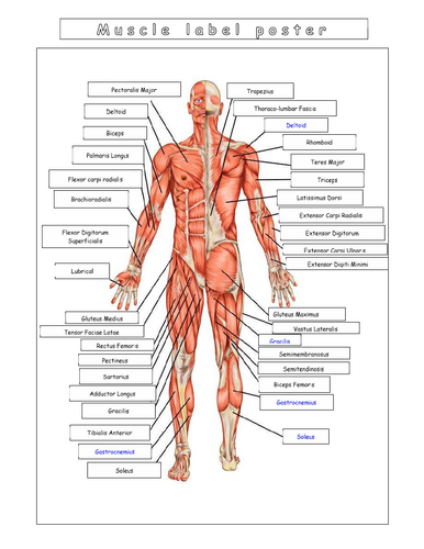 Year 7 - Living systems - L9 - Muscles worksheet