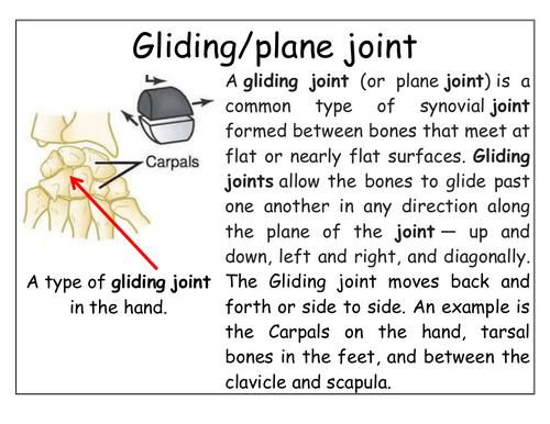 Year 7 - Living systems – L10 - Joints worksheet (Carousel/Circus ...