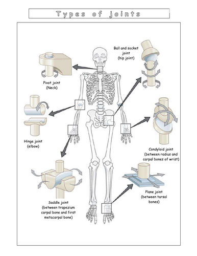 Year 7 - Living systems – L10 - Joints worksheet