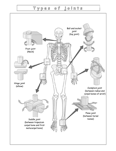 Year 7 - Living systems – L10 - Joints worksheet