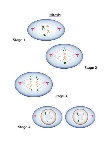 National 5 Biology: Unit 2 Multicellular organisms- 2.2 Producing new cells