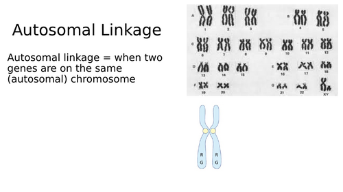 Autosomal linkage