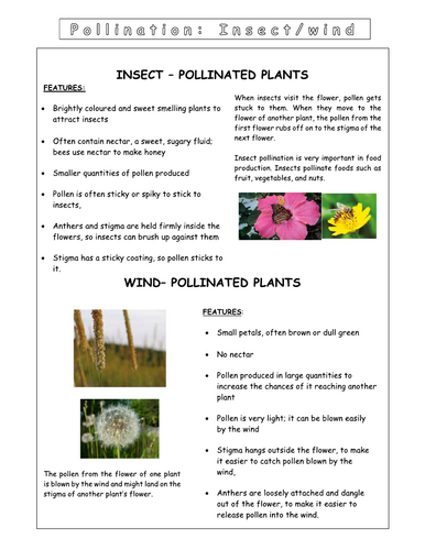 Year 8 - Reproduction - L1 Plants Worksheet