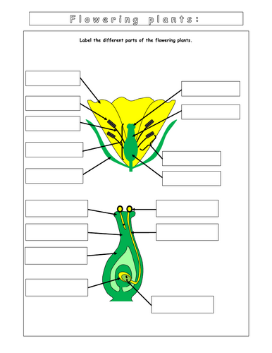 Year 8 - Reproduction - L2  Plants Worksheet