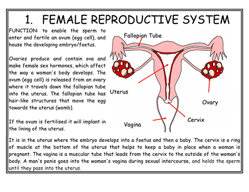 Year 8 - Reproduction - L5 Reproduction in humans